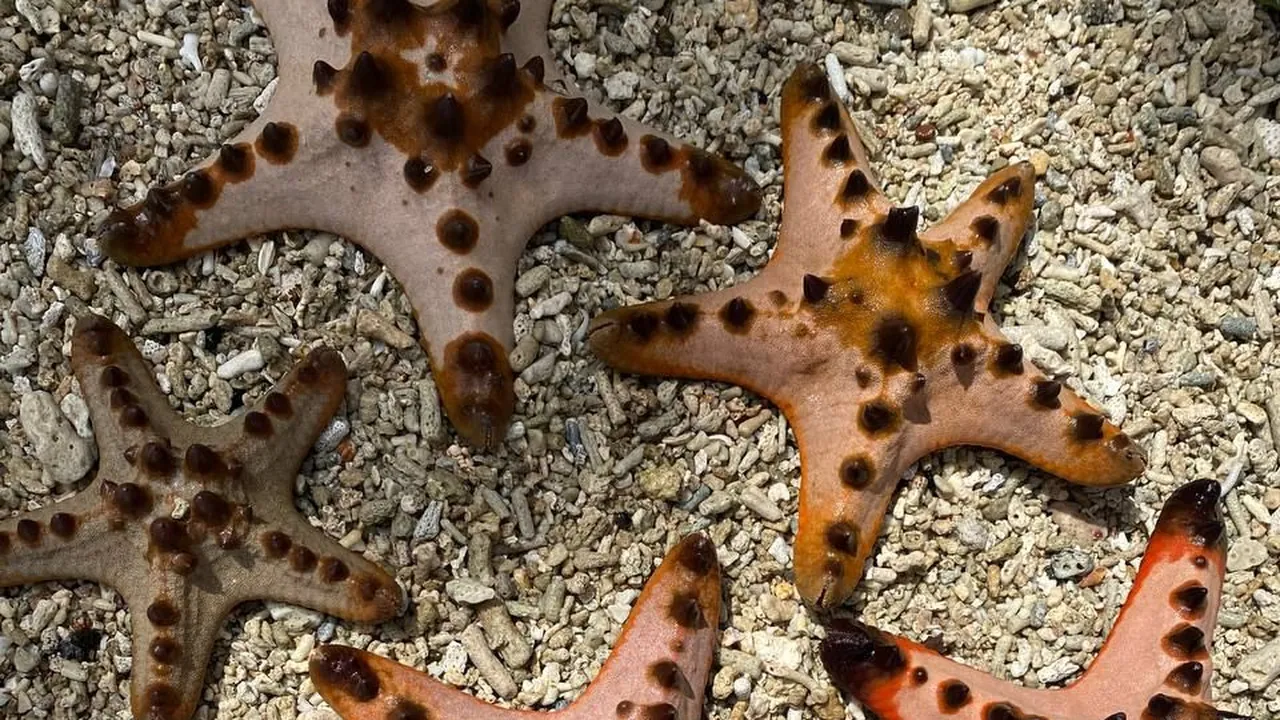 Sea Star(Starfish)