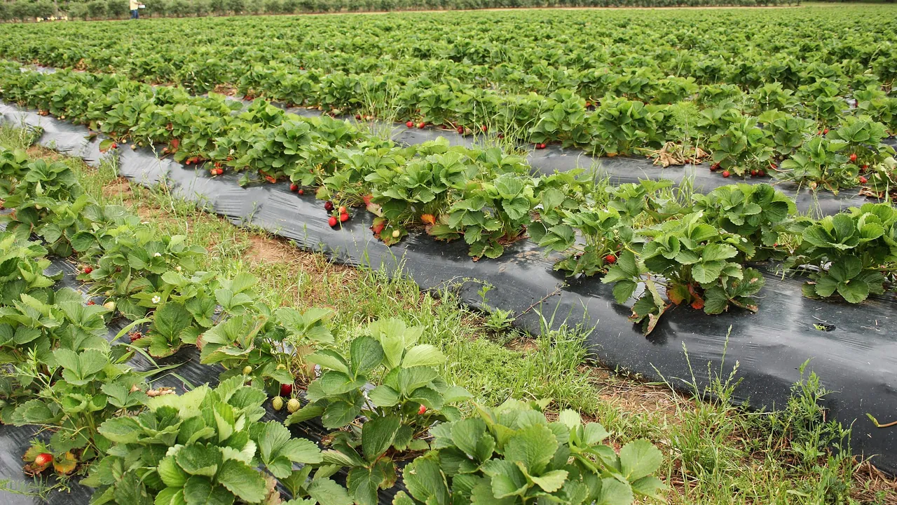 Field of Strawberry Plants