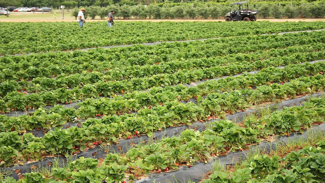 Field of Strawberry Plants - 49806883422