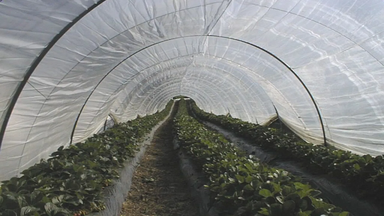 Strawberry greenhouse, Aquitaine
