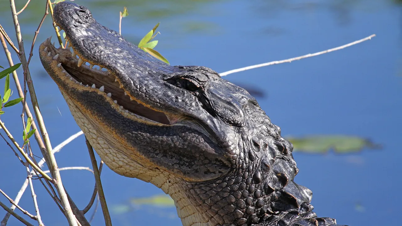 American Alligator - Alligator mississipiensis, Everglades National Park, Homestead, Florida - Flickr - Judy Gallagher