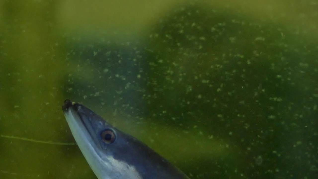 Anguillidae Anguilla anguilla 1