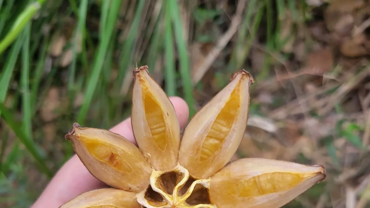 Clusia rosea 287939298