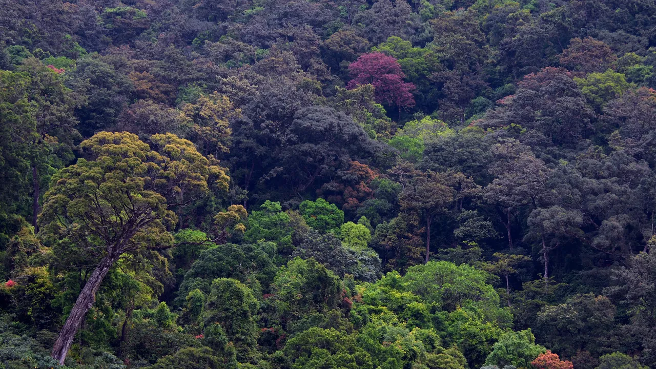 Canopy of tropical rain forest in Anaimalai hills DSC 2208 b
