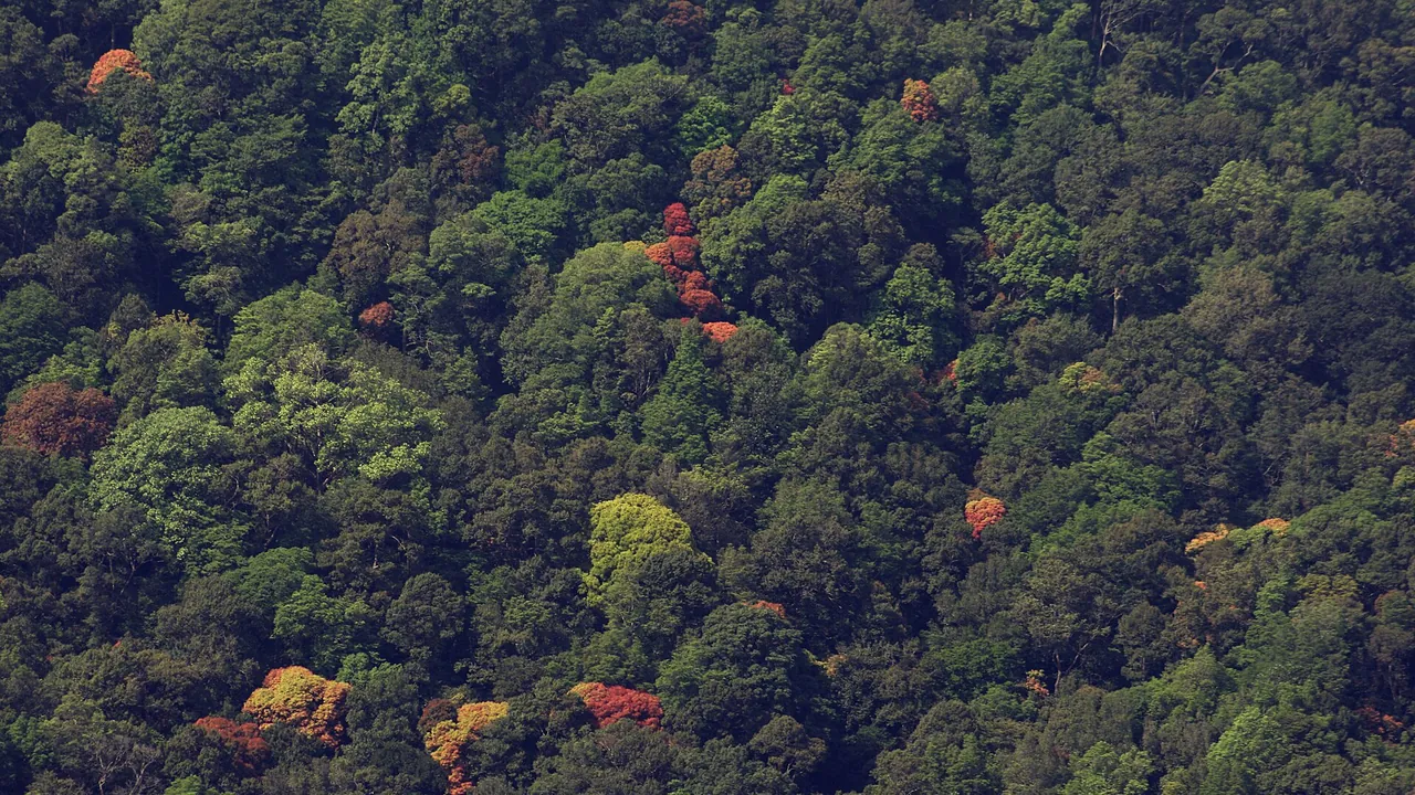 Canopy of tropical rain forest in Anaimalai hills IMG 8537