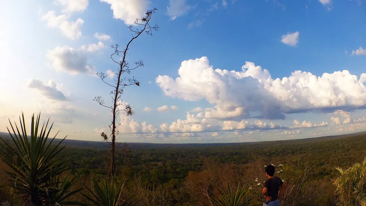 El Tintal Tropical Forest Canopy View