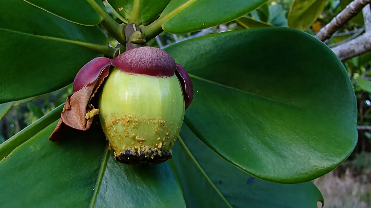Clusia rosea, fruit of the Autograph Tree (9831314294)