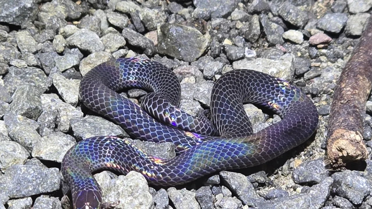 Pseudorabdion longiceps 431075290