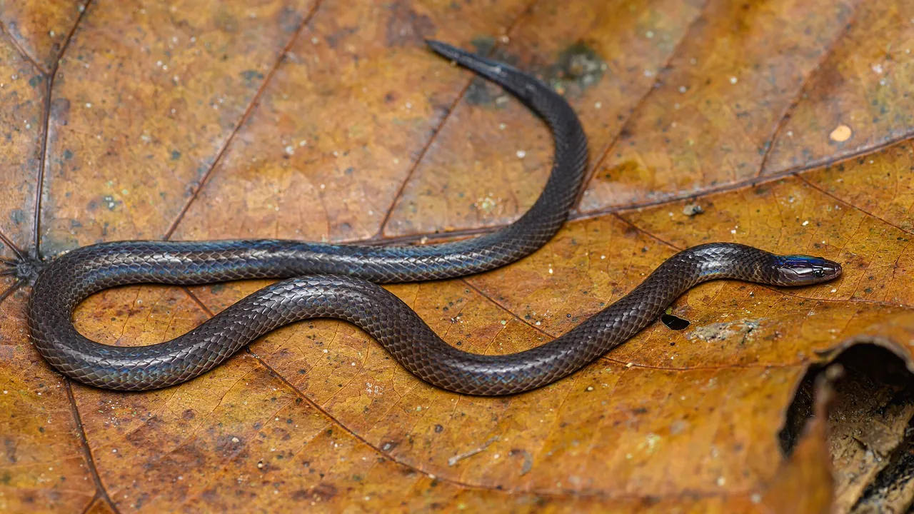 Pseudorabdion longiceps, Dwarf reed snake - Bang Lang National Park (50769352423)