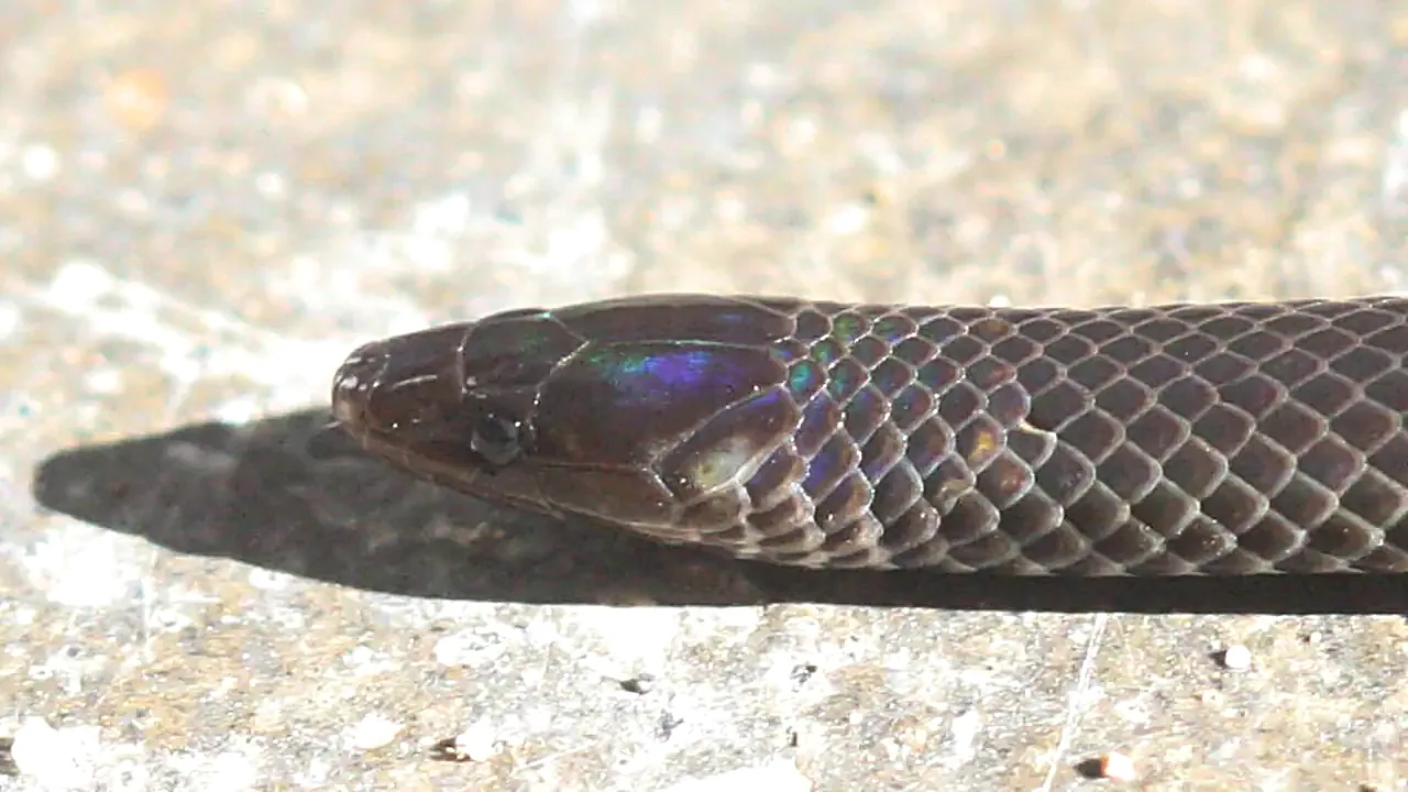 Pseudorabdion longiceps 11280804