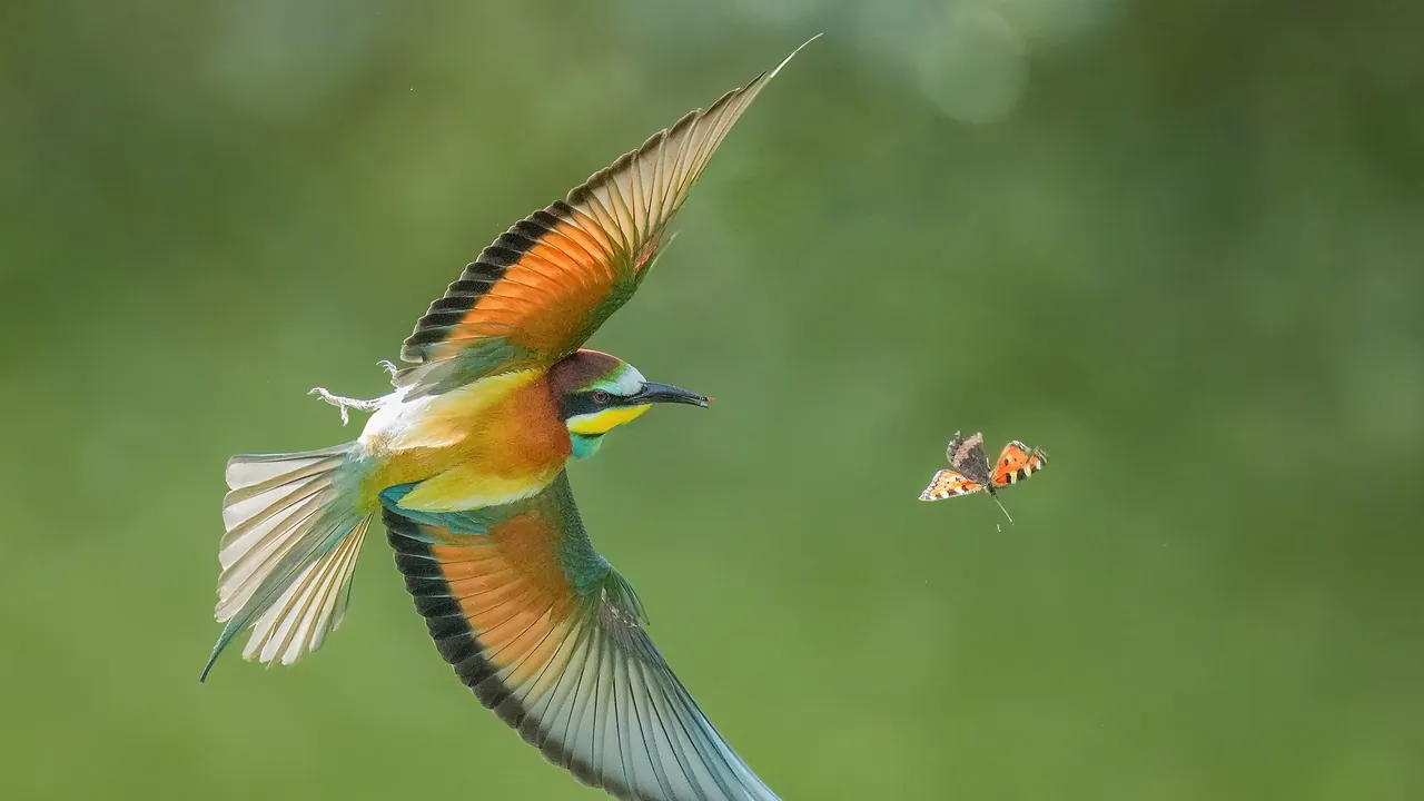 007a European bee-eater chasing an Aglais butterfly in flight in Pfyn-Finges Photo by Giles Laurent