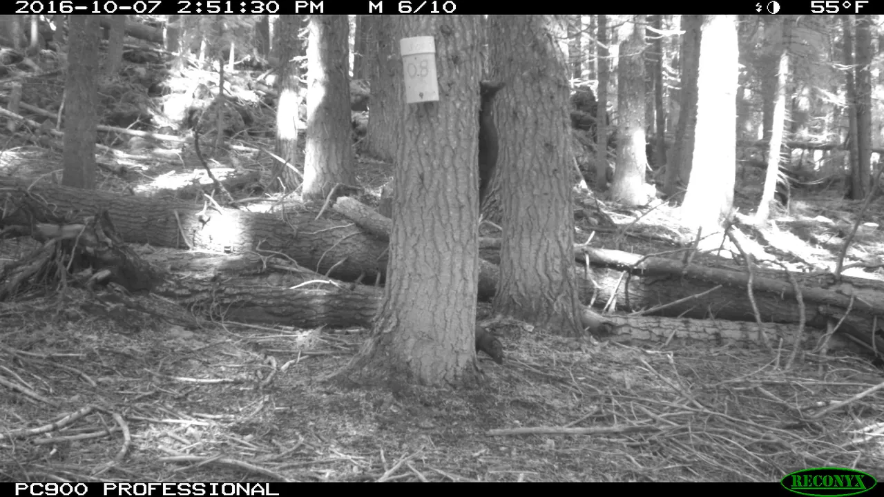 Wildlife camera- Pacific fishers probe DNA bait trap (29928378793)