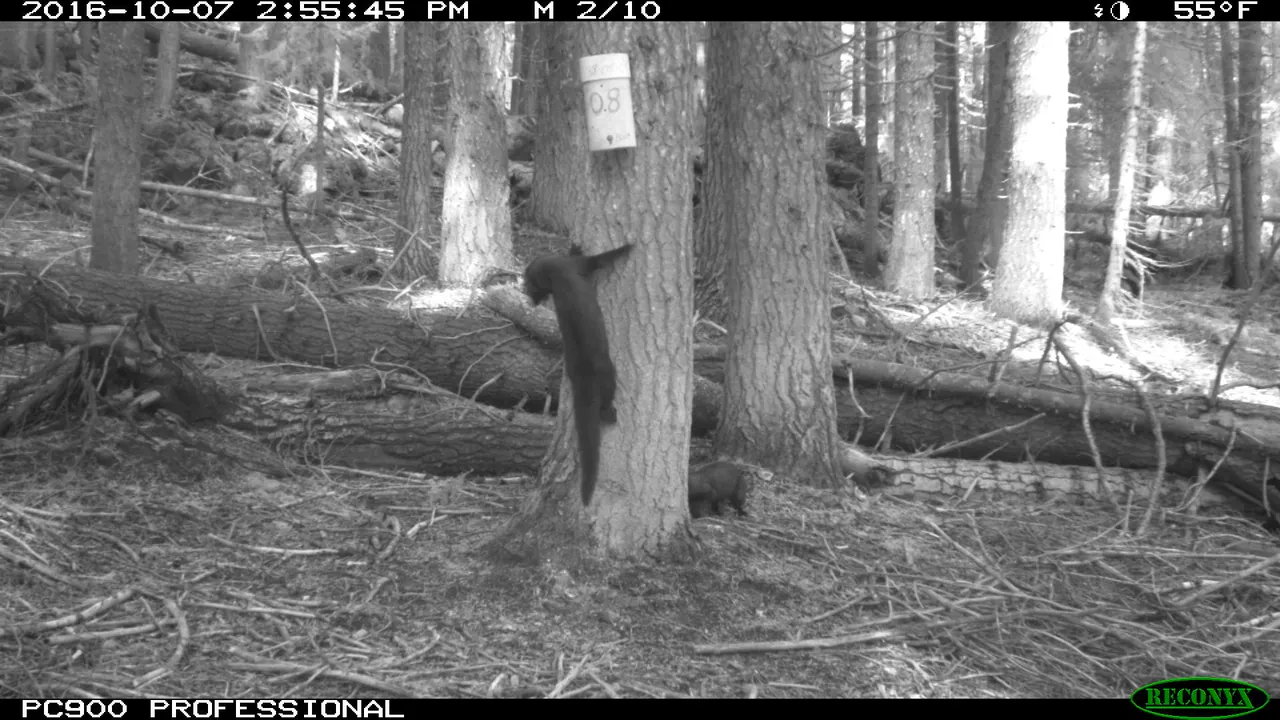 Wildlife camera- Pacific fishers probe DNA bait trap (29928378863)