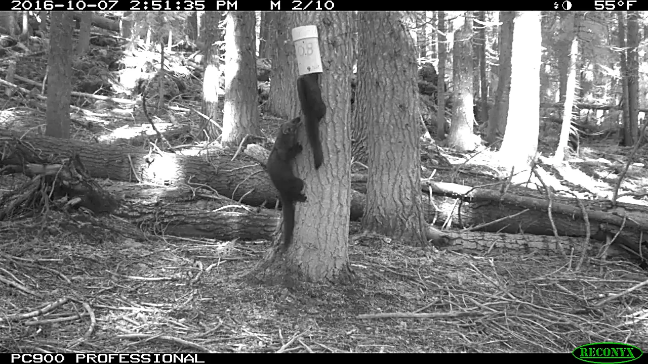 Wildlife camera- Pacific fishers probe DNA bait trap (29928378583)