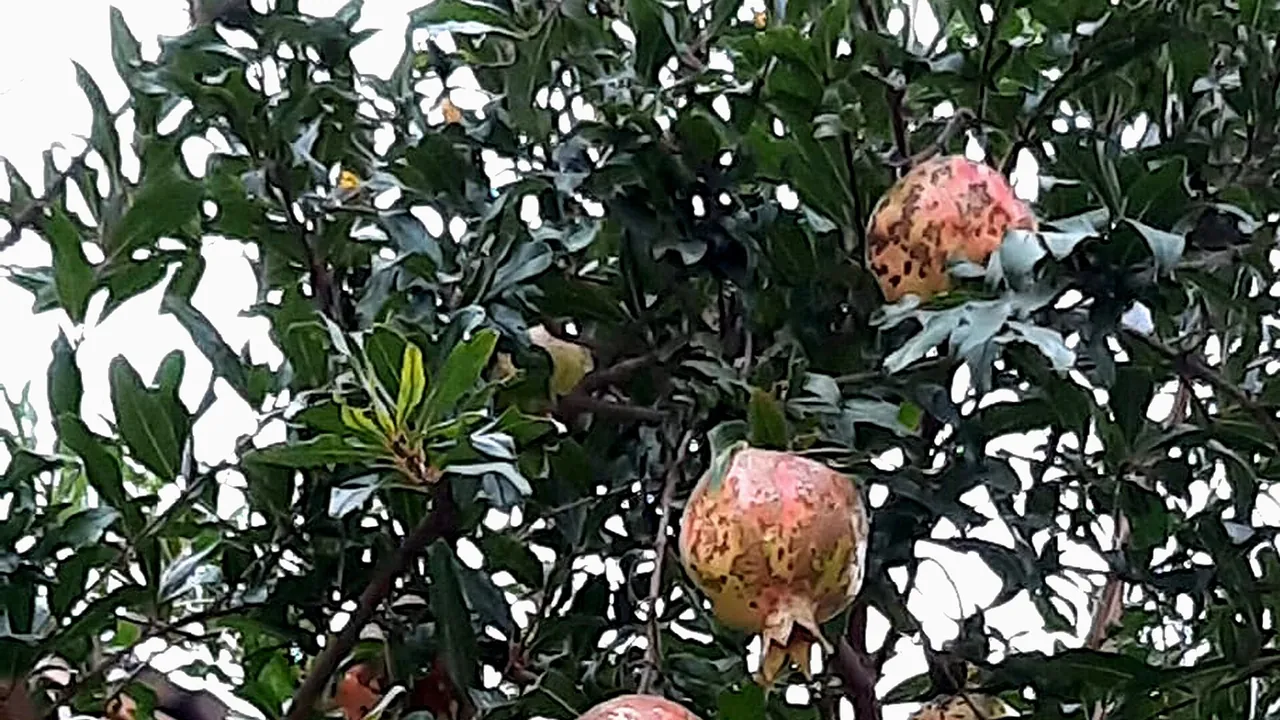 Pomegranate tree with Fruits