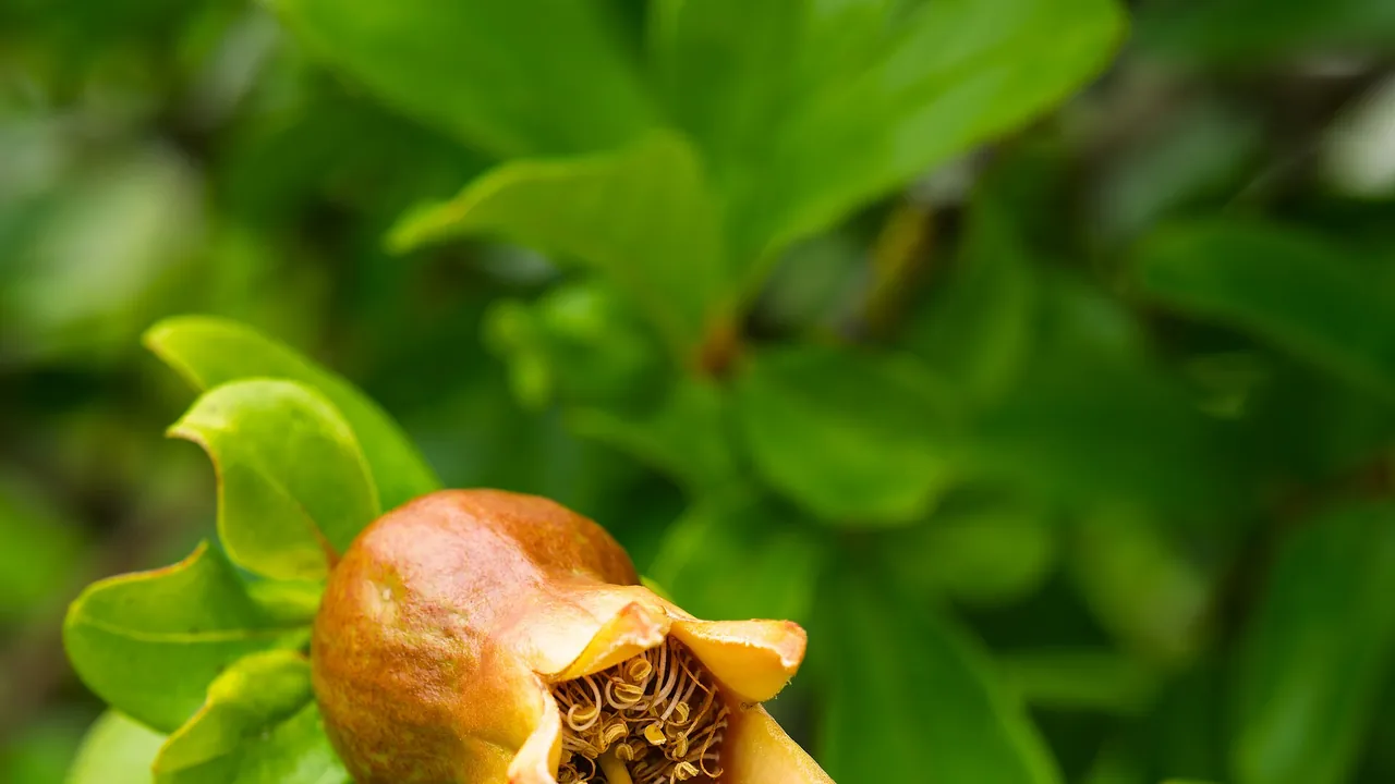 Developing pomegranate (Punica granatum) fruit, Ponte de Sor (approx. GPS location) julesvernex2