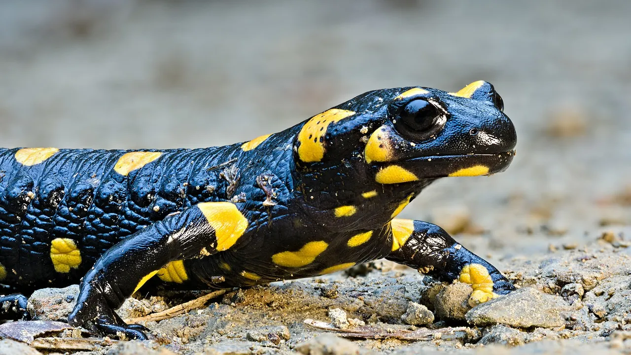 Fire salamander (Salamandra Salamandra)