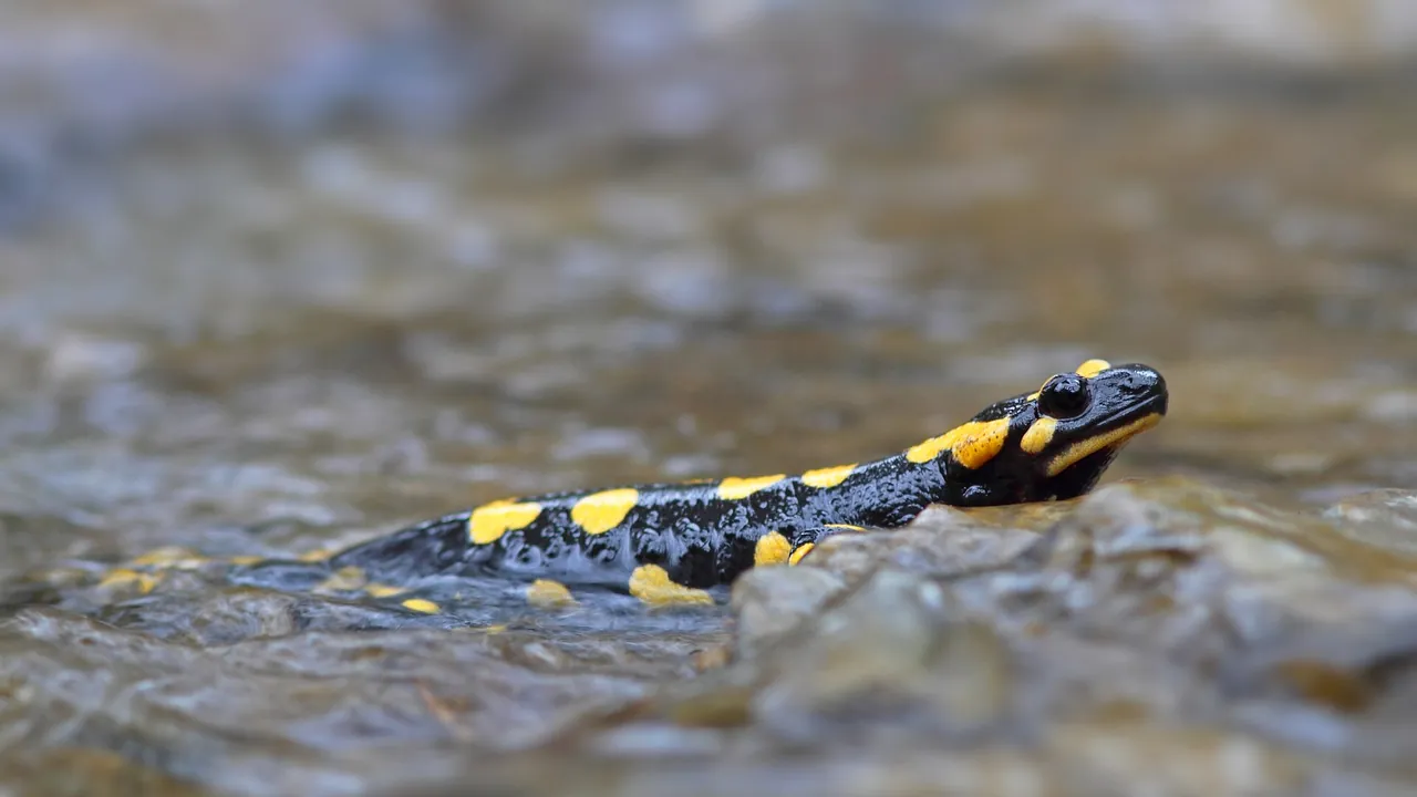 Vuursalamander - fire salamander - Salamandra salamandra 2
