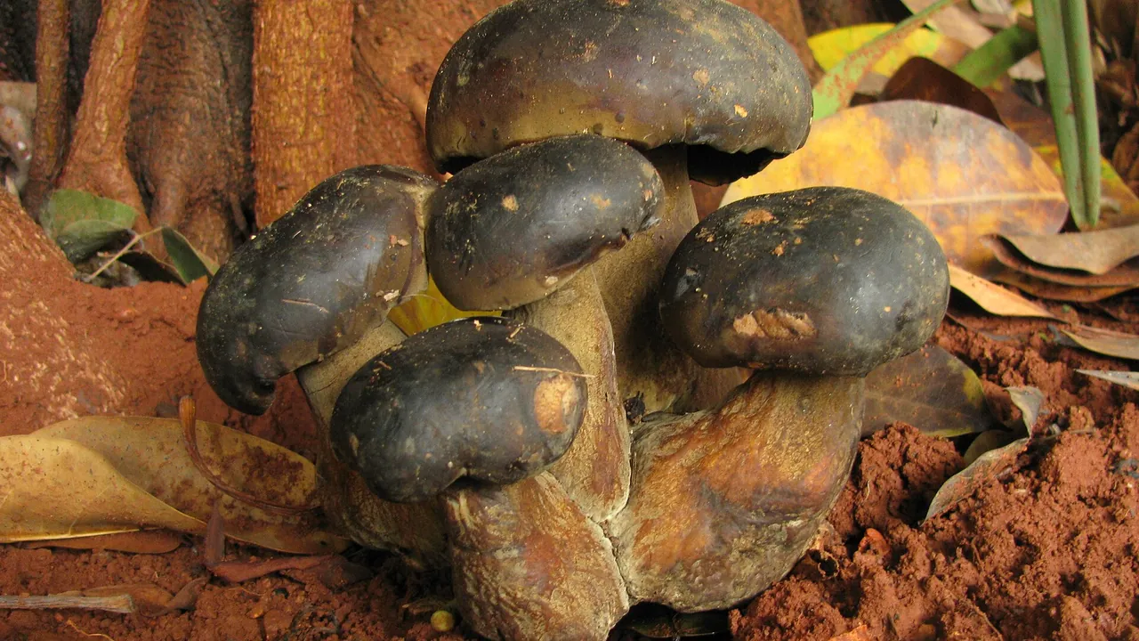 Phlebopus portentosus 98202