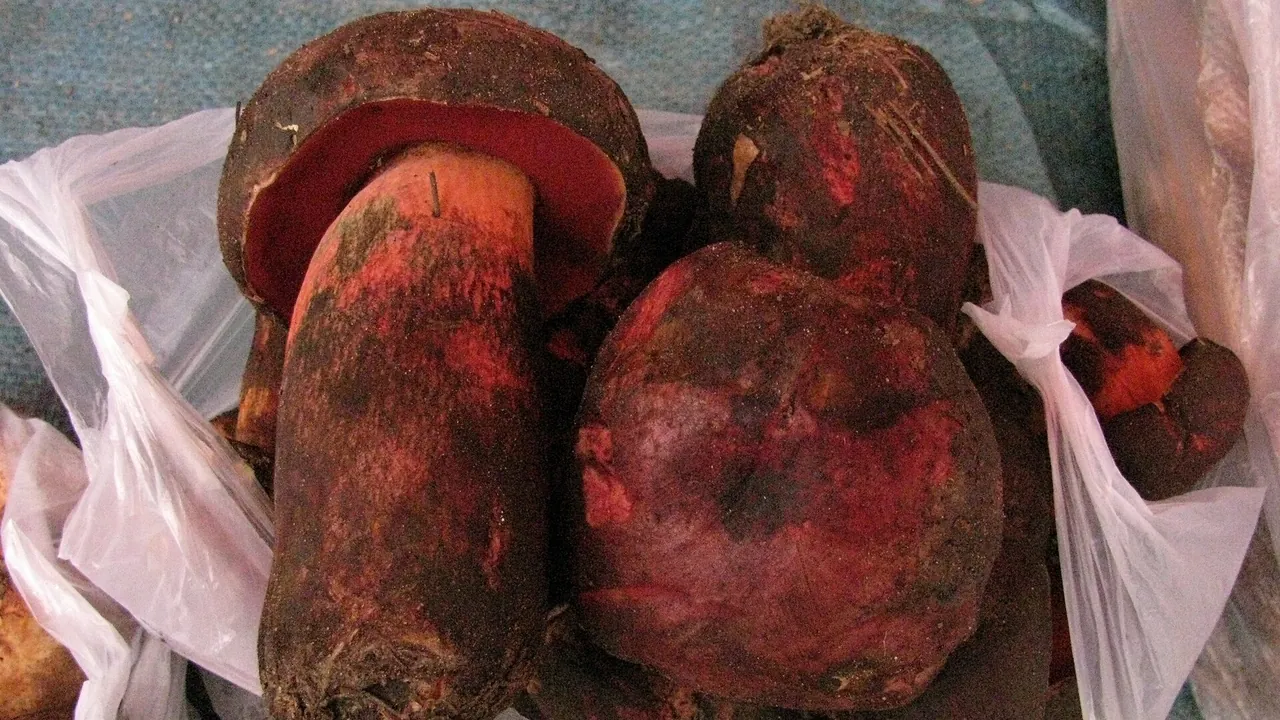 2010-08-23 Boletus sinicus 100594
