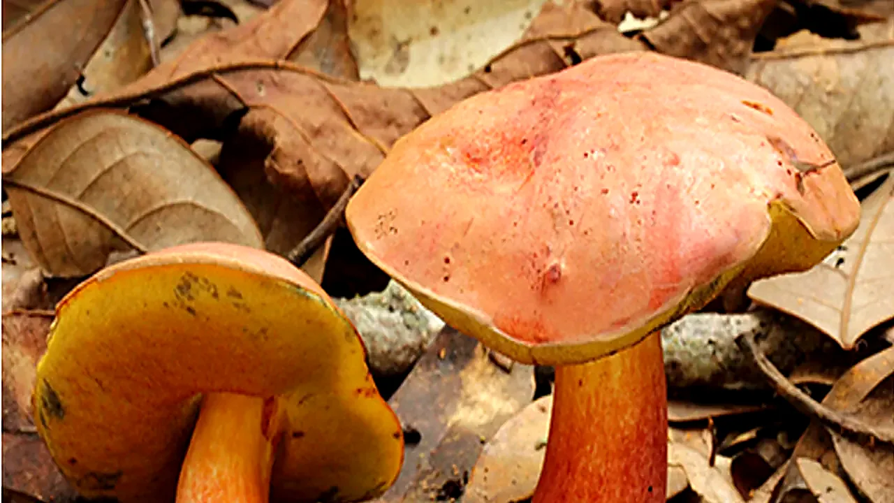 Lanmaoa asiatica