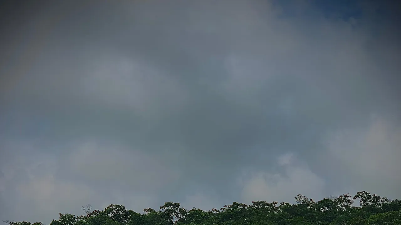 Dense Tropical Forest Canopy