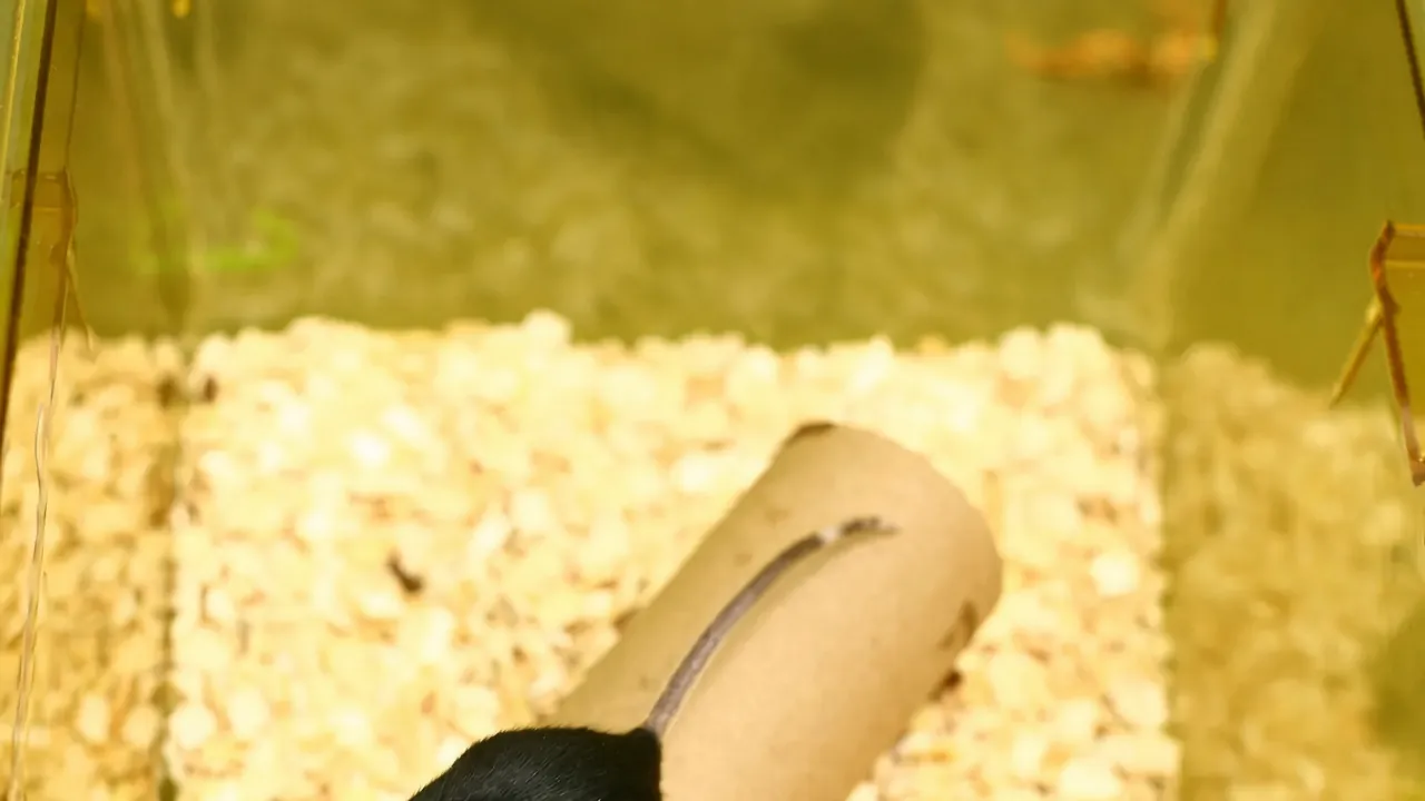 Black-mouse-trio-in-cage-2