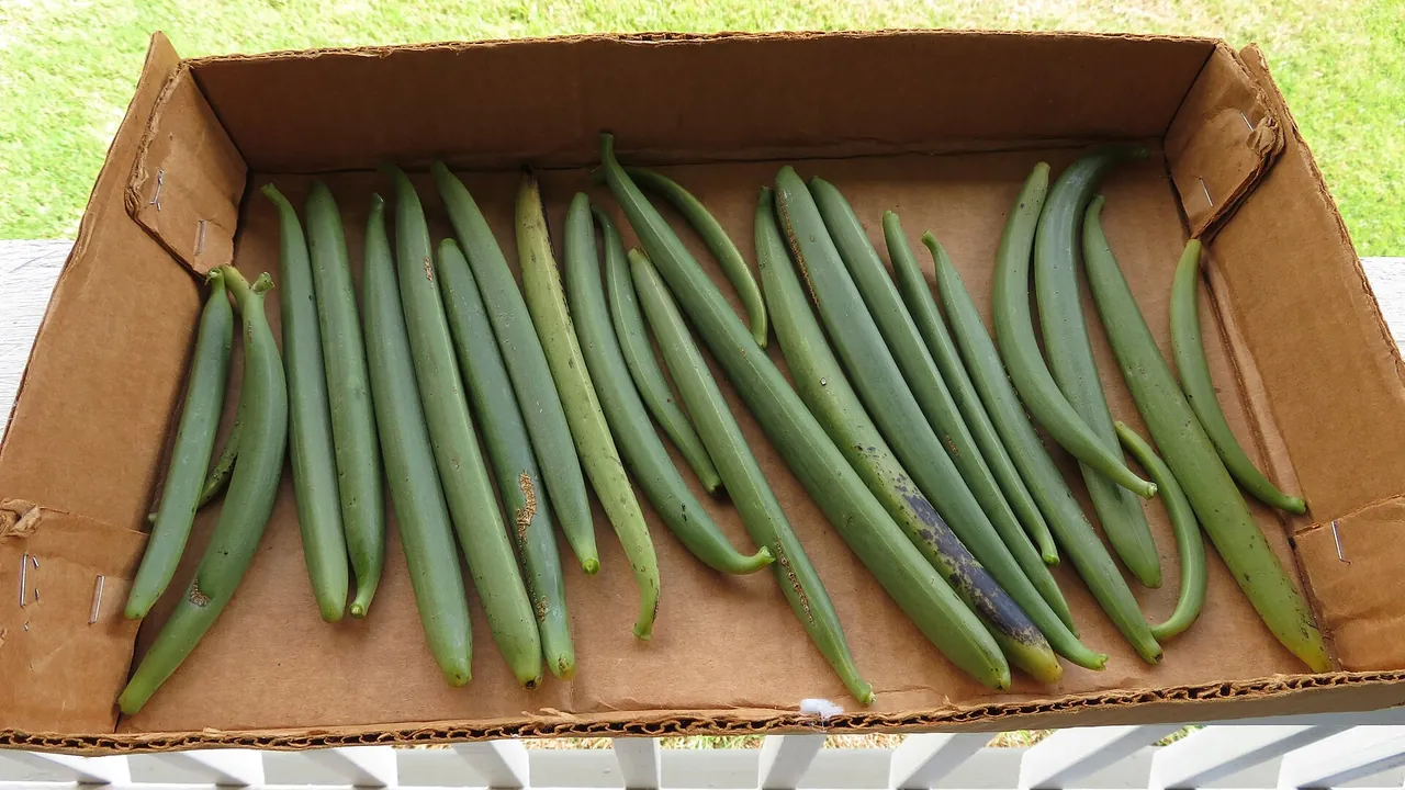 Starr-200721-7827-Vanilla planifolia-harvested pods-Hawea Pl Olinda-Maui (50336388652)