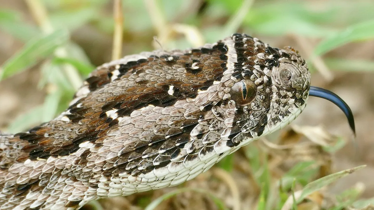 Puff Adder (Bitis arietans) close-up ... (51857721056)