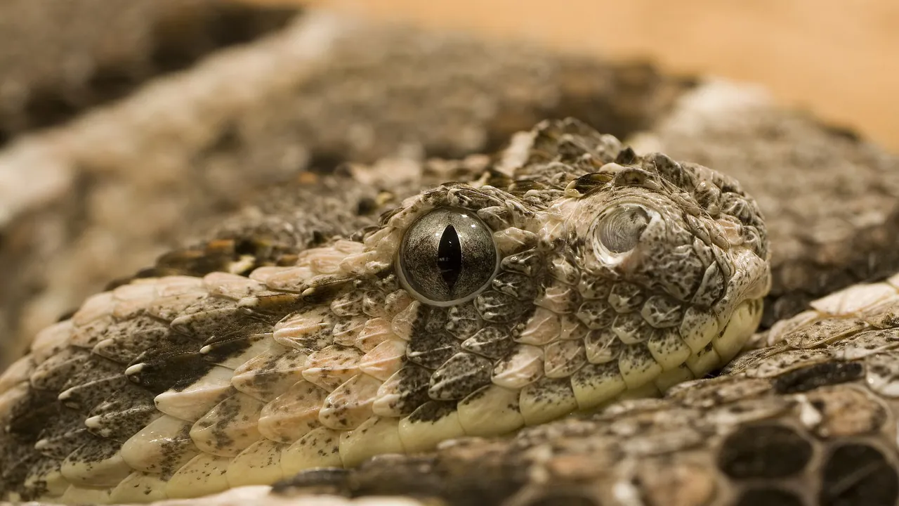 Bitis arietans