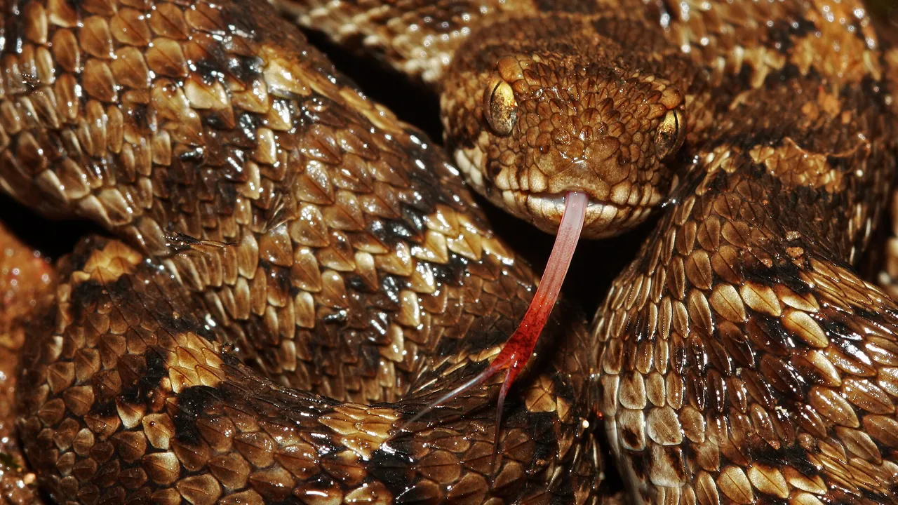 Echis carinatus(Saw Scaled Viper) Phansad