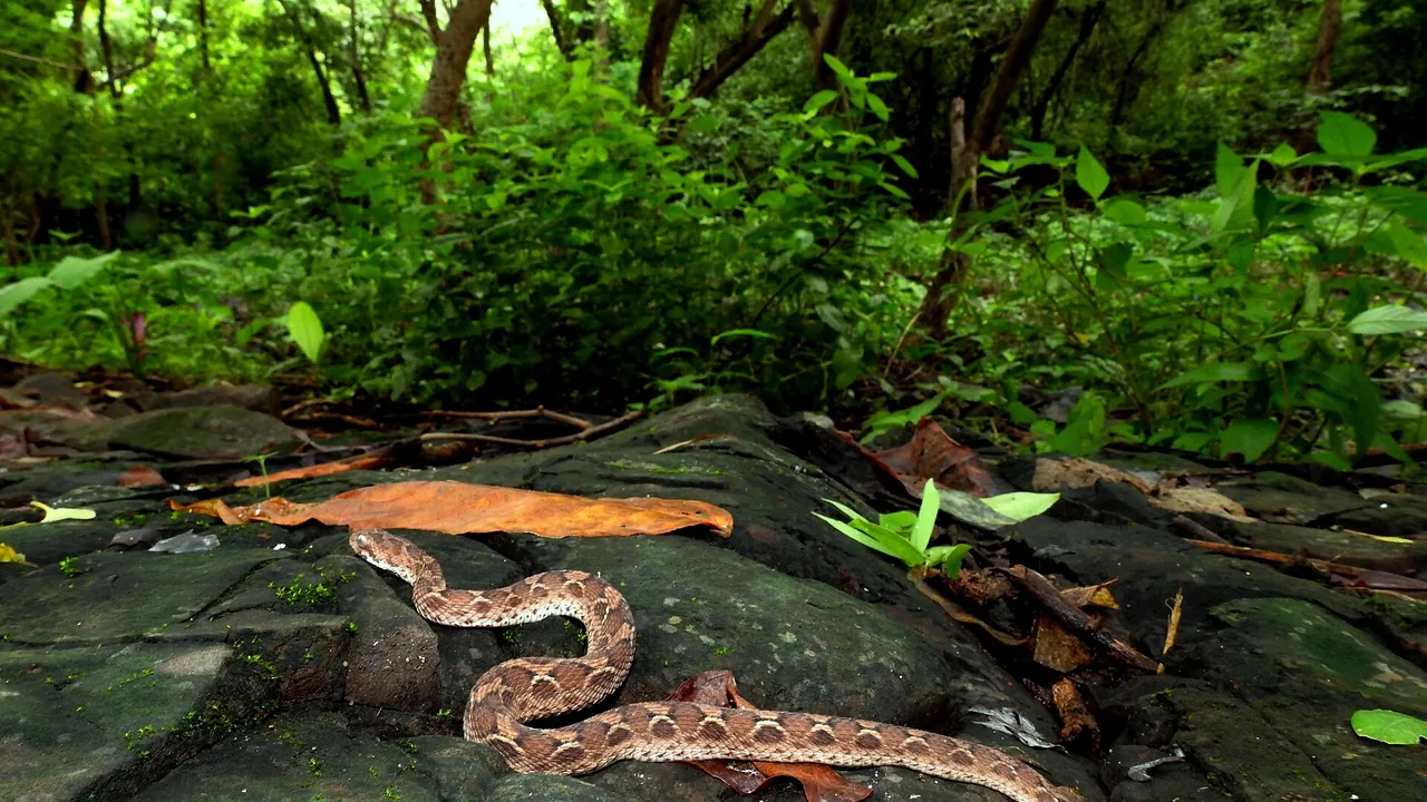 Saw-scaled Viper Echis carinatus by Dr. Raju Kasambe DSCN8792 (1)