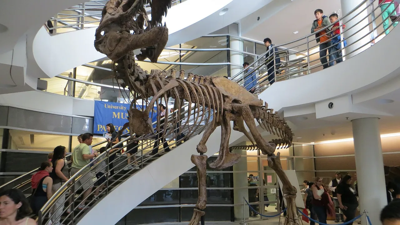 Tyrannosaurus Rex Full Skeleton