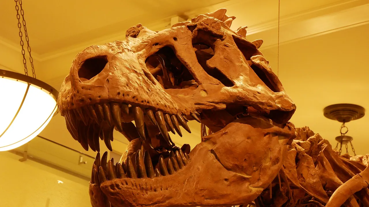 AMNH 5027 Tyrannosaurus skull cast