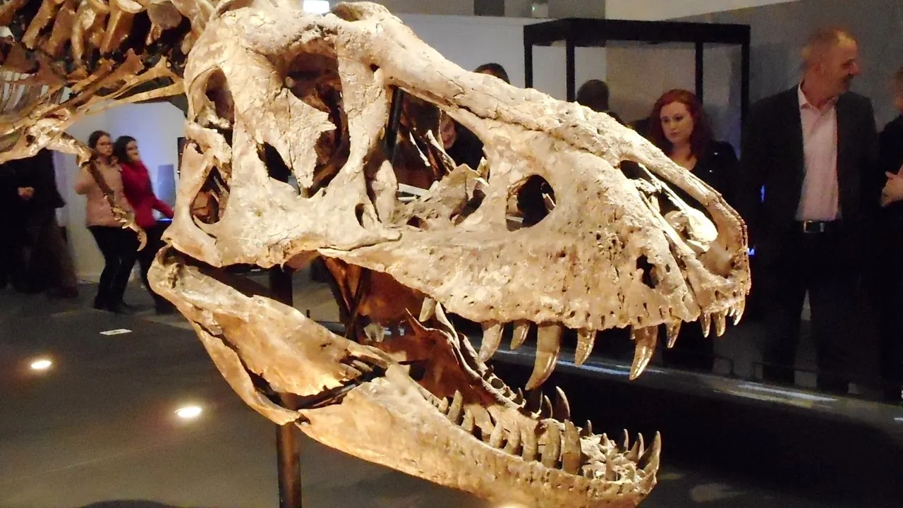 Tyrannosaurus rex skull (geograph 6123632)