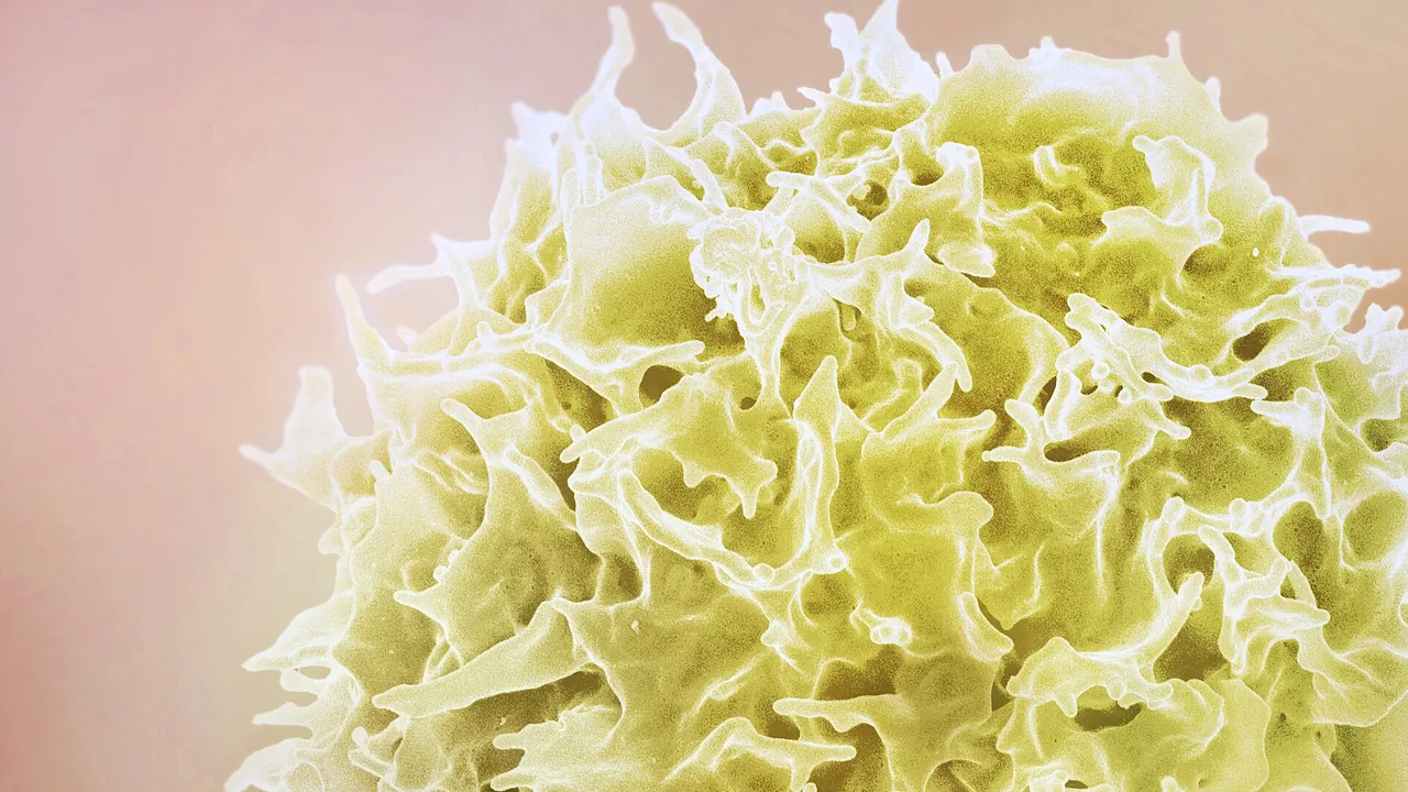 T Lymphocyte, also known as a T cell (yellow color)