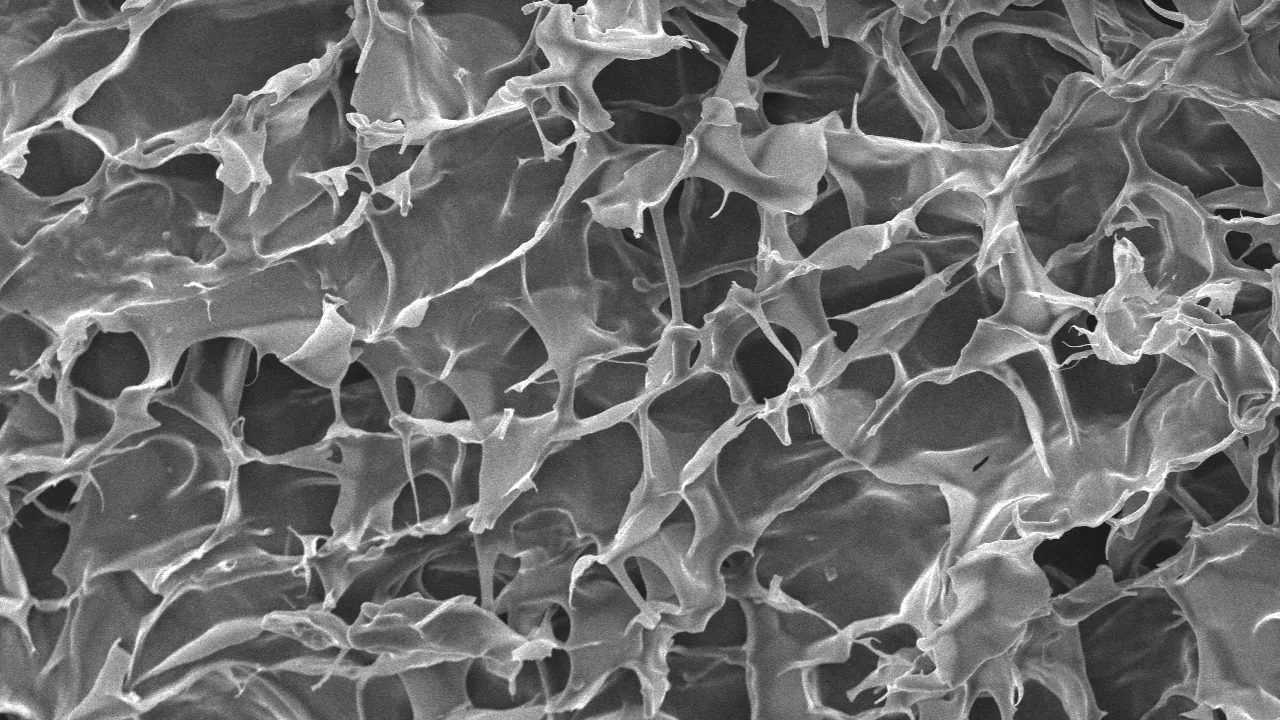 Chitosan Hydrogel SEM Image