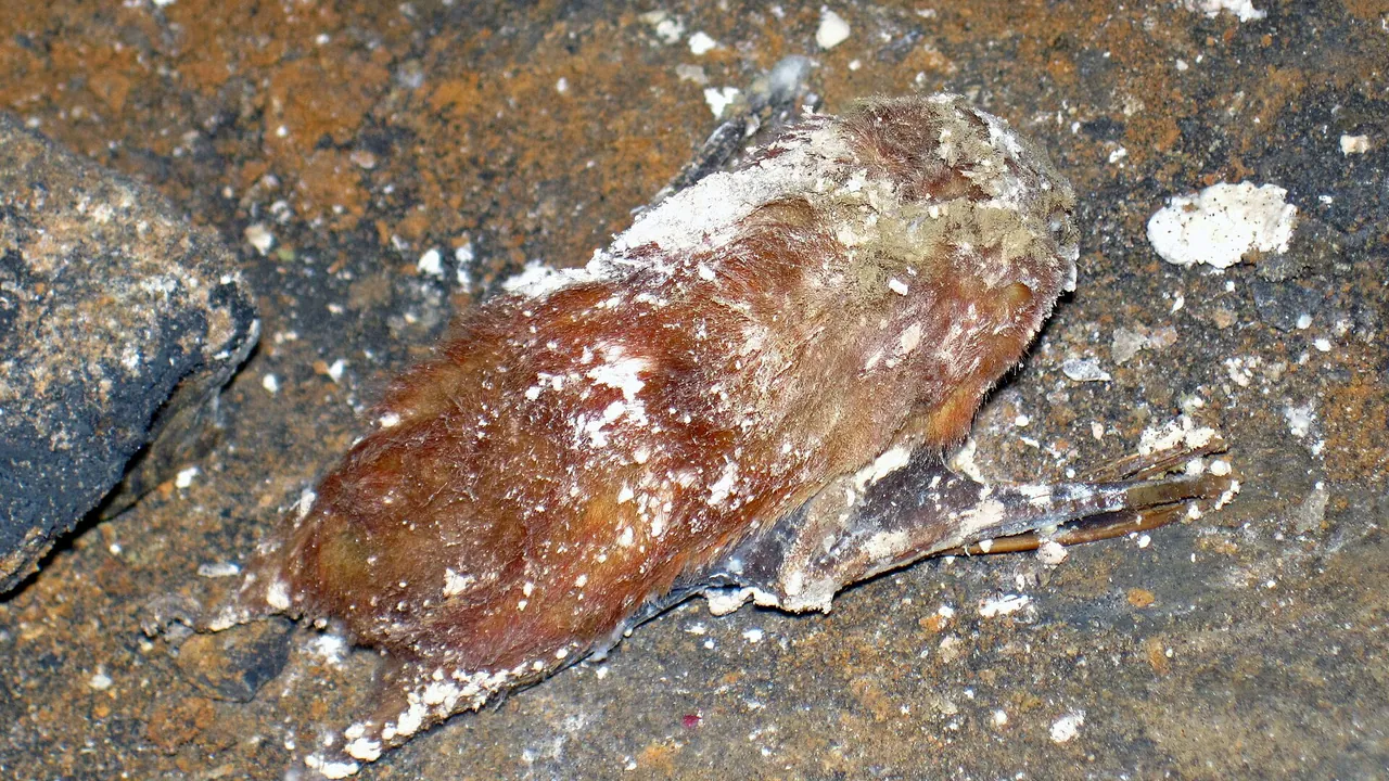 Lasiurus borealis (mummified red bat) (Holocene; Gothic Avenue, Mammoth Cave, Kentucky, USA) 2 (38327332271)
