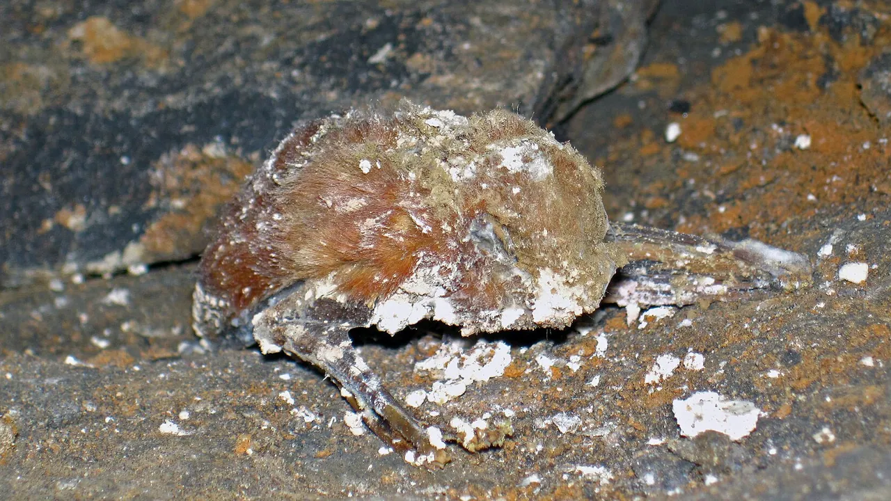 Lasiurus borealis (mummified red bat) (Holocene; Gothic Avenue, Mammoth Cave, Kentucky, USA) 3 (26553132259)