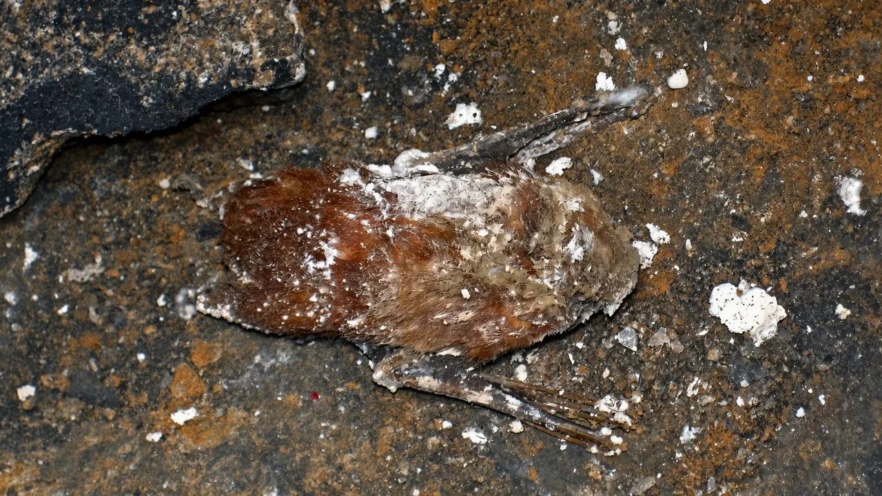Lasiurus borealis (mummified red bat) (Holocene; Gothic Avenue, Mammoth Cave, Kentucky, USA) 1 (37611761054)