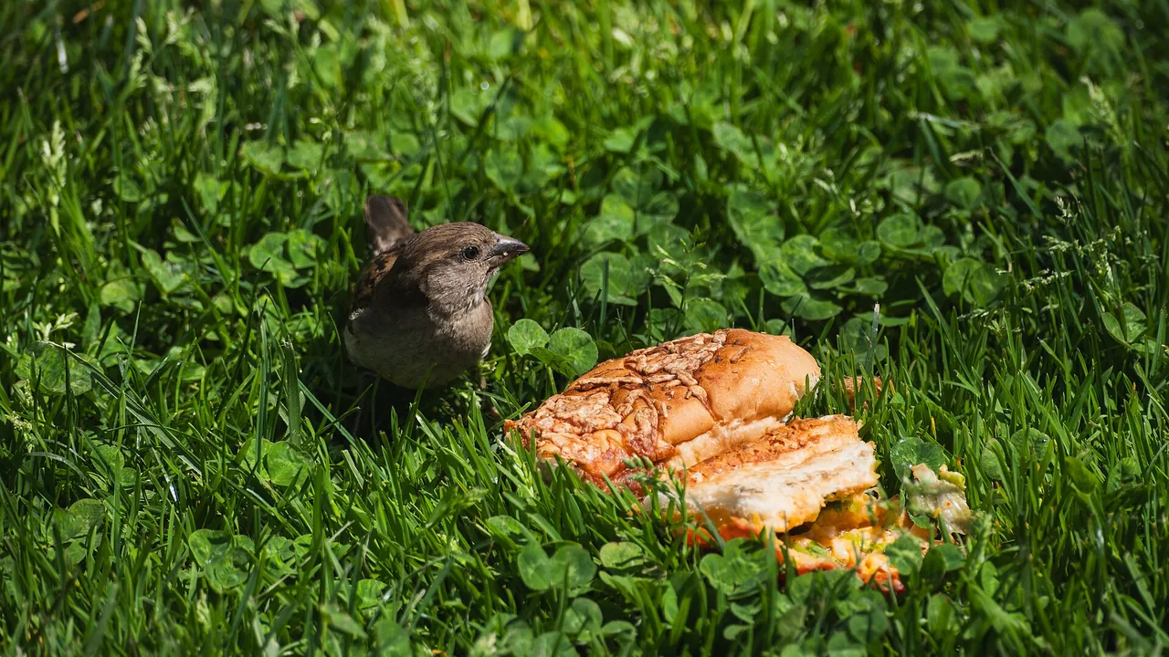 House Sparrow and a discarded sandwich, Battery Park, Manhattan, New York