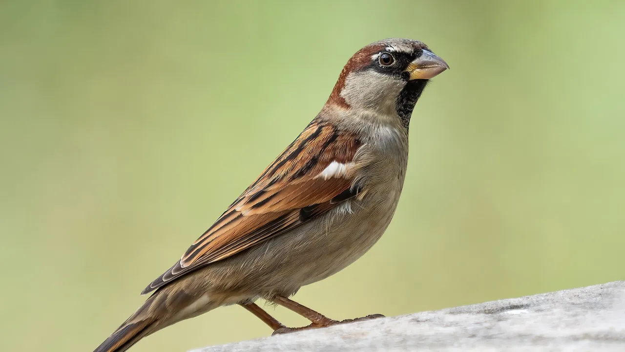 House sparrow male in Prospect Park (53532)