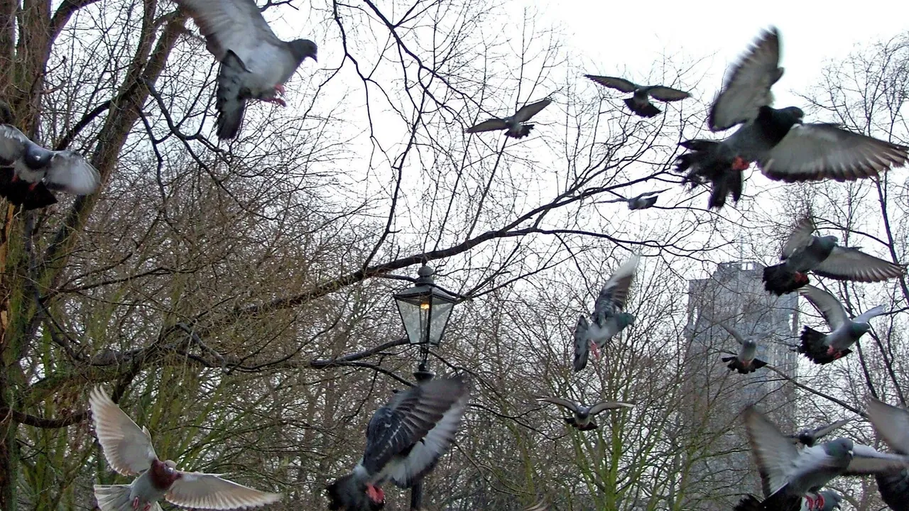 Pigeons flying in Hyde Park