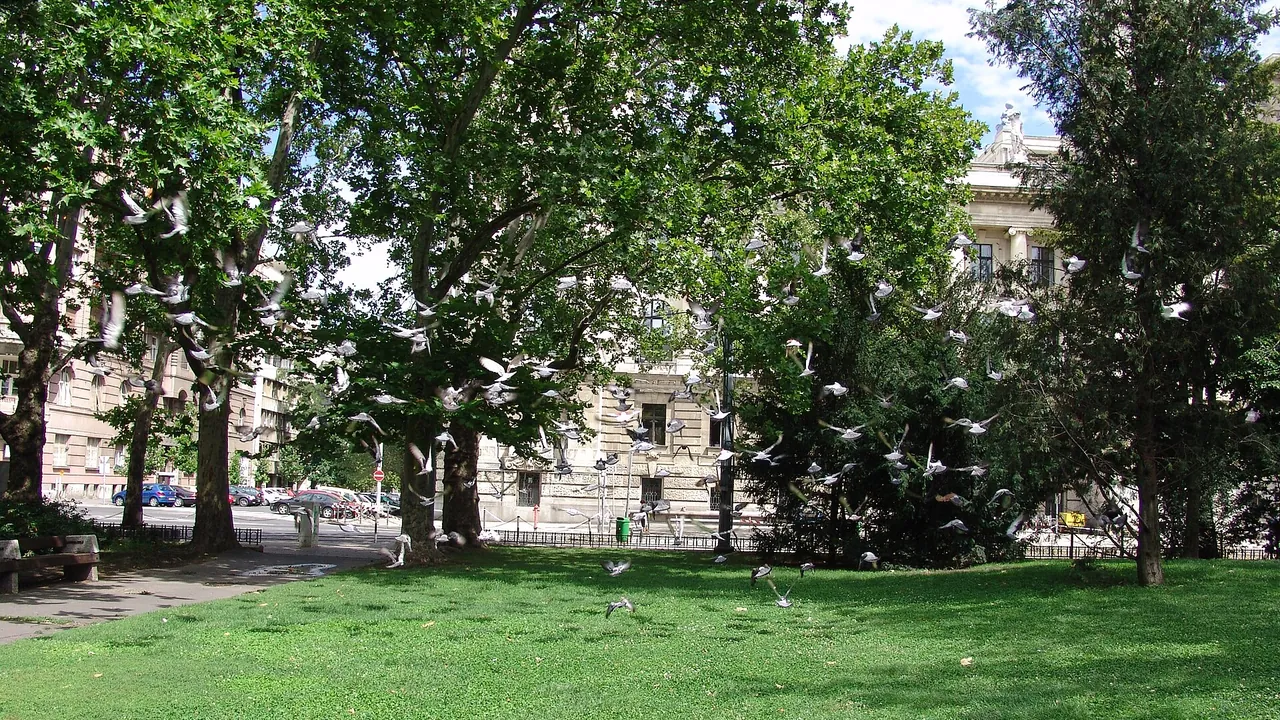 Flying Pigeons in Park, Budapest