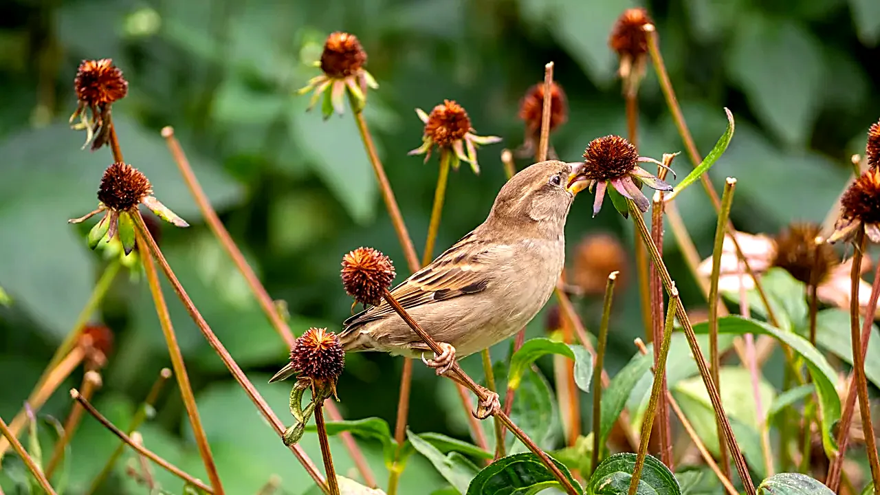 House Sparrow Eating in Washington Square Park