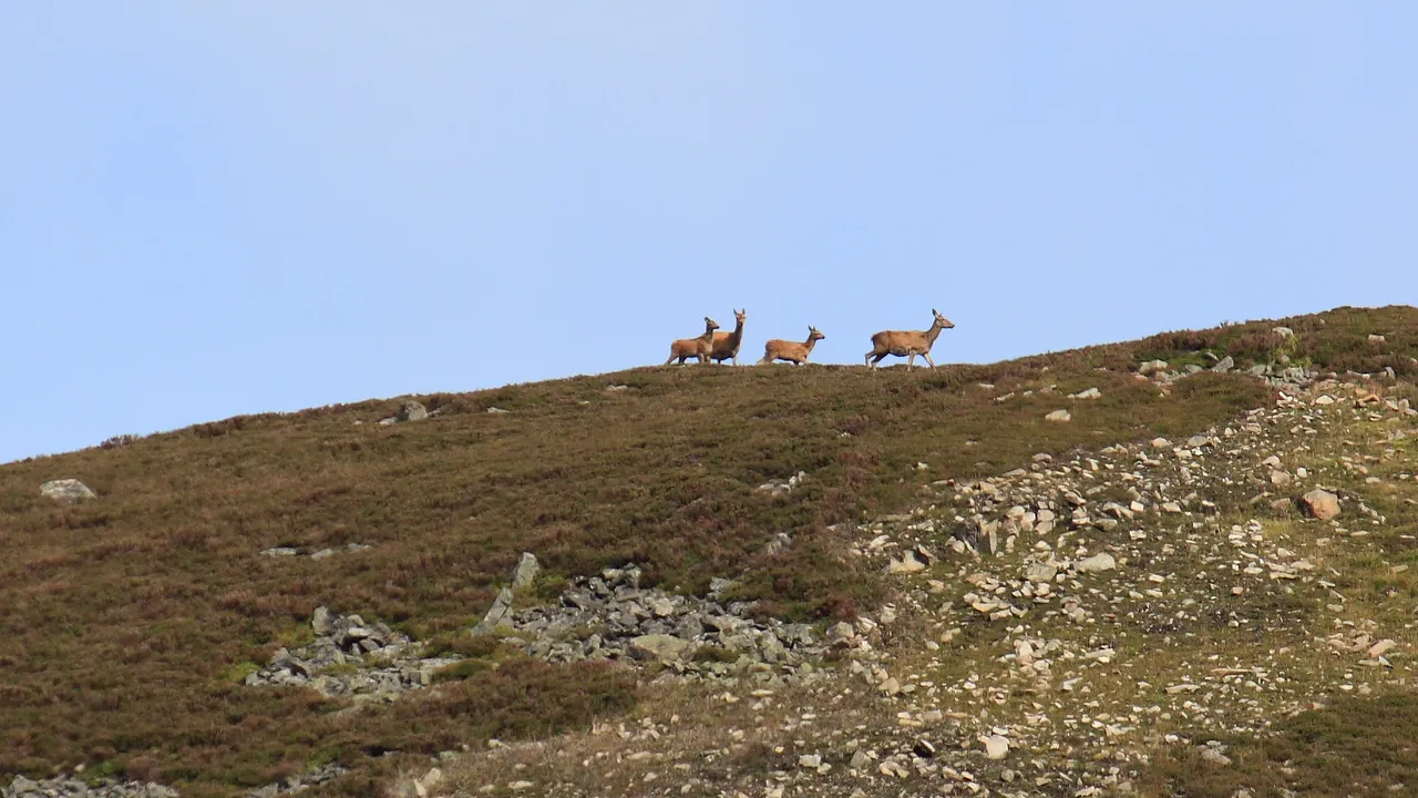 Cairngorms National Park (Pàirc Nàiseanta a' Mhonaidh Ruaidh) 01
