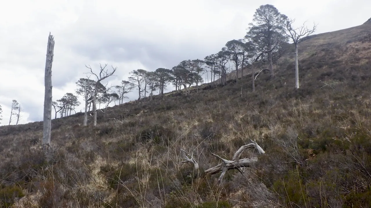 Caledonian pine forest, Loch Arkaig - geograph.org.uk - 7167654