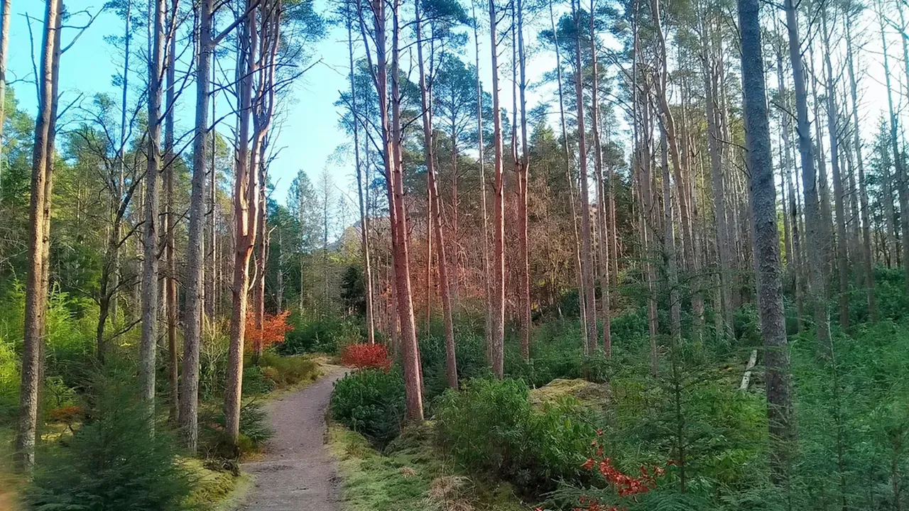 Caledonian scots pine forest at lochan glencoe