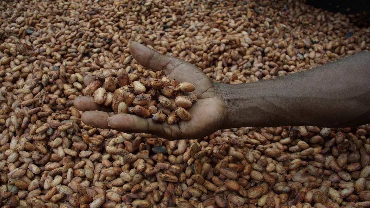 Medium close up image of David Kebu Jnr holding cocoa beans drying in the sun. (10703178735)