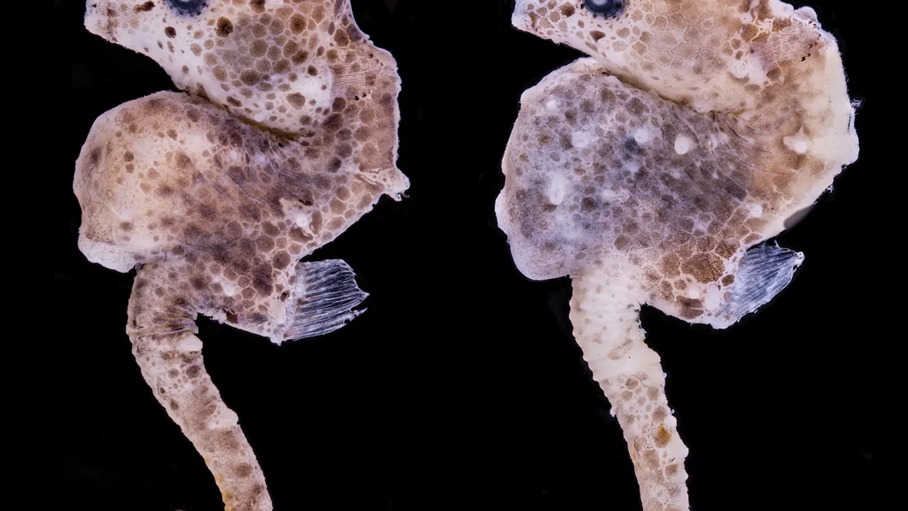 Hippocampus nalu